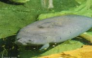 Tiere, Säugetiere - Seekühe  Florida Manati_Trichechus manatus_Manatee 01.JPG