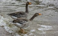 Tiere, Vögel - Gänsevögel  Graugans_Anser anser_Western Greylag Goose 09.JPG