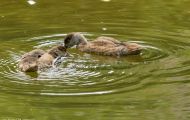 Tiere, Vögel - Gänsevögel  Kolbenente_Netta rufina_Red-Crested Pochard 04.JPG