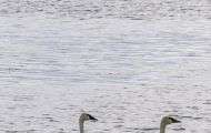 Tiere, Vögel - Gänsevögel  Zwergschwan_Cygnus columbianus_Tundra Swan 03.JPG