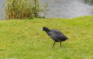 Tiere, Vögel - Kranichvögel  Blässhuhn_Fulica atra_Eurasian Coot 01.JPG