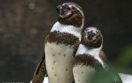 Tiere, Vögel - Pinguine  Humboldtpinguin_Spheniscus humboldti_Peruvian Penguin 05.JPG