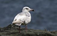 Tiere, Vögel - Regenpfeiferartige Vögel  Polarmöwe_Larus glaucoides_Iceland Gull 06.JPG