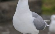 Tiere, Vögel - Regenpfeiferartige Vögel  Silbermöwe_Larus argentatus_Herring Gull 01.JPG