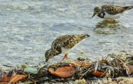 Tiere, Vögel - Regenpfeiferartige Vögel  Steinwälzer_Arenaria interpres_Ruddy Turnstone 05.JPG