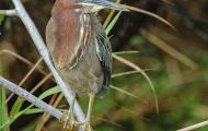 Tiere, Vögel - Ruderfüßer  Grünreiher_Butorides virescens_Green Heron 05.JPG