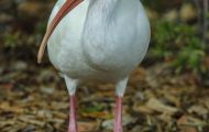 Tiere, Vögel - Ruderfüßer  Schneesichler_Eudocimus albus_White Ibis 04.JPG
