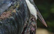 Tiere, Vögel - Schreit- und Storchenvögel  Marabu_Leptoptilos crumeniferus_Marabou Stork 04.JPG
