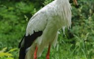 Tiere, Vögel - Schreit- und Storchenvögel  Weißstorch_Ciconia Ciconia_White Stork 01.JPG