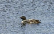 Tiere, Vögel - Seetaucher  Eistaucher_Gavia immer_Common Loon 03.JPG