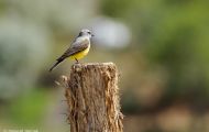 Tiere, Vögel - Sperlingsvögel  Arkansaskönigstyrann_Tyrannus verticalis_Western Kingbird 02.JPG
