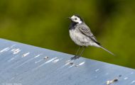 Tiere, Vögel - Sperlingsvögel  Bachstelze_Motacilla alba_White Wagtail 04.JPG