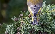 Tiere, Vögel - Sperlingsvögel  Grünfink_Carduelis chloris_Western Greenfinch 04.JPG