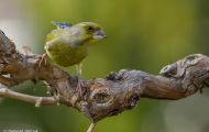 Tiere, Vögel - Sperlingsvögel  Grünfink_Carduelis chloris_Western Greenfinch 06.JPG
