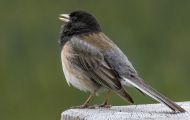 Tiere, Vögel - Sperlingsvögel  Junko_Junco hyemalis_Dark-eyed Junco 03.JPG