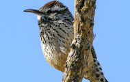 Tiere, Vögel - Sperlingsvögel  Kaktuszaunkönig_Campylorhynchus brunneicapillus_Cactus Wren 05.JPG
