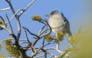 Tiere, Vögel - Sperlingsvögel  Kalifornienhäher_Aphelocoma californica_Western Scrub Jay 06.JPG