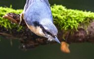 Tiere, Vögel - Sperlingsvögel  Kleiber_Sitta europaea_European Nuthatch 06.JPG