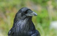 Tiere, Vögel - Sperlingsvögel  Kolkrabe_Corvus corax_Common Raven 07.JPG