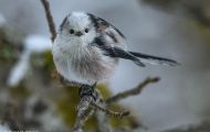 Tiere, Vögel - Sperlingsvögel  Schwanzmeise_Aegithalos caudatus_Long-tailed Tit 02.JPG