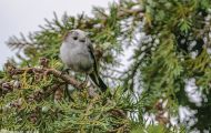 Tiere, Vögel - Sperlingsvögel  Schwanzmeise_Aegithalos caudatus_Long-tailed Tit 03.JPG