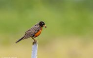 Tiere, Vögel - Sperlingsvögel  Wanderdrossel_Turdus migratorius_American Robin 07.JPG
