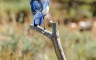 Tiere, Vögel - Sperlingsvögel  Westlicher Buschhäher_Aphelocoma californica_Western Scrub Jay 03.JPG