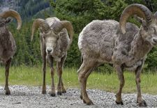 Impressionen aus WESTKANADA - Dickhornschafwidder am Lake Minnewanka Scenic Drive