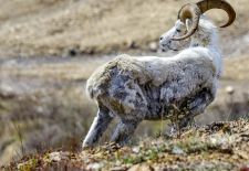 Wildlife in Alaska - Alaska Schneeschaf