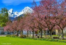 Urlaub im Berchtesgadener Land - Japanische Kirschblüte im Kurgarten, Berchtesgaden