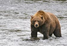 06 Braunbären in Alaska 06.JPG