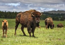 Bisons of North America - Bison herd with calf, Custer State Park