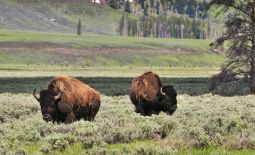 Der nordamerikanische Bison - Bisons im Steppengras im Yellowstone National Park