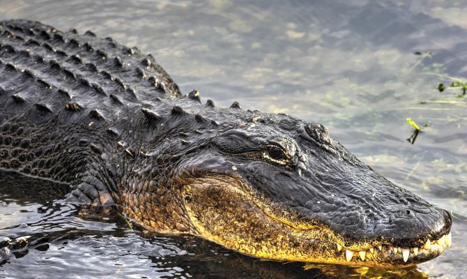 Alligatoren in Florida - Missisippi Alligator, Everglades National Park