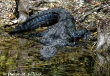 Alligatoren in Florida - Missisippi Alligator, Everglades National Park 3.JPG