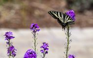 Fluginsekten, Neuflügler - Schmetterlinge  Schwalbenschwanz Schmetterling_Papilio machaon_Swallowtail 01.JPG