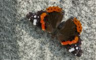 Fluginsekten, Neuflügler - Schmetterlinge Roter Admiral_Vanessa atalanta_Red Admiral 04.JPG