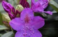 Gärten & Parks - Staudenpflanzen Rhododendron mit hellvioletten Blüten 2.JPG