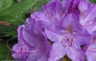 Gärten & Parks - Staudenpflanzen Rhododendron mit hellvioletten Blüten 4.JPG