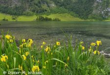 Grüß Gott am Königssee - Almhütte auf der Saletalm.JPG