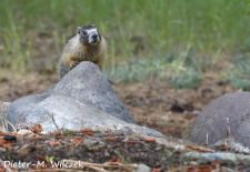Murmeltiere in Nordamerika - Gelbbauchmurmeltier, Princeton, British Columbia, Kanada.JPG