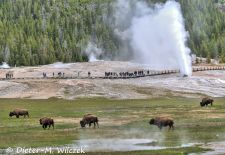 North American Bison - Bison herd with Geysir, Yellowstone National Park.JPG