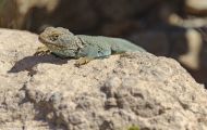 Reptilien, Echsen - Halsbandleguan_Crotaphytus collaris_Collared Lizard 03.JPG