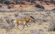 Tiere, Säugetiere - Huftiere   Gabelbock_Antilocapra americana_Pronghorn Antelope 06.JPG