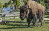 Tiere, Säugetiere - Huftiere  Amerikanischer Bison_Bison bison_Bison 07.JPG