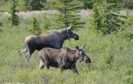 Tiere, Säugetiere - Huftiere  Elch_Alces alces_Moose 04.JPG
