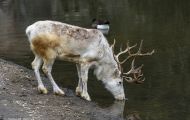 Tiere, Säugetiere - Huftiere  Rentier_Rangifer tarandus_Caribou 02.JPG