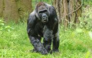 Tiere, Säugetiere - Primaten  Gorilla_Gorilla_Gorilla 06.JPG