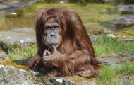 Tiere, Säugetiere - Primaten  Orang-Utan_Pongo pygmaeus_Orangutan 02.JPG