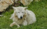 Tiere, Säugetiere - Raubtiere  Amerikanischer Grauwolf_Canis lupus lycaon_Timberwolf 02.JPG